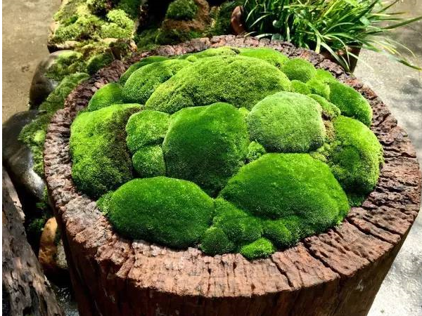 青苔怎么养 第5张