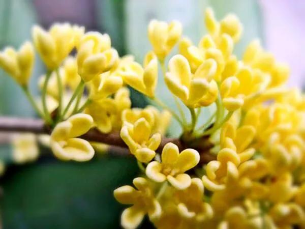 桂花品种分类（附：154个桂花培育品种分类表） 第1张