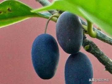 桂花都有哪些品种？哪个品种桂花最好？ 第3张