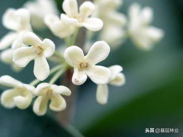 桂花都有哪些品种？哪个品种桂花最好？ 第5张