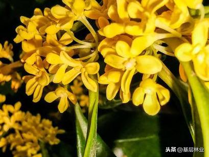 桂花都有哪些品种？哪个品种桂花最好？ 第7张