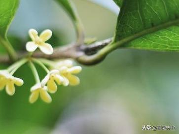 桂花都有哪些品种？哪个品种桂花最好？ 第9张