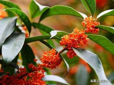 桂花都有哪些品种？哪个品种桂花最好？ 第11张