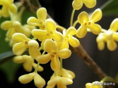 桂花都有哪些品种？哪个品种桂花最好？ 第13张
