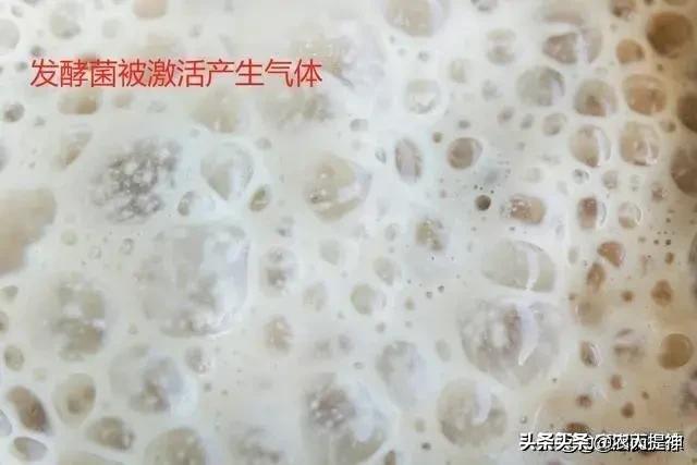 酵母是什么？它的优势在这里，一步步来了解 第9张