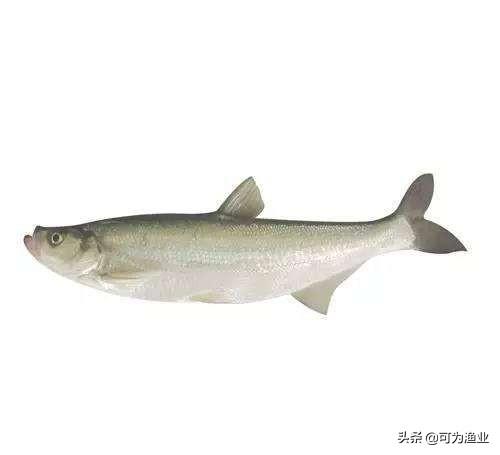 太湖三白是哪三白？太湖三宝是哪三宝？吃货必吃 第1张