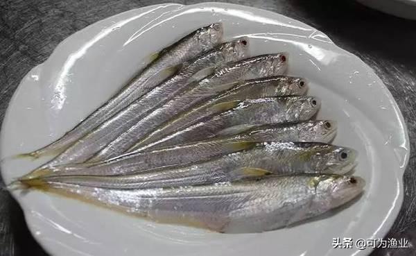 太湖三白是哪三白？太湖三宝是哪三宝？吃货必吃 第3张