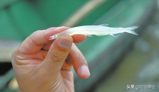 太湖三白是哪三白？太湖三宝是哪三宝？吃货必吃 第5张