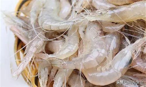 太湖三白是哪三白？太湖三宝是哪三宝？吃货必吃 第7张