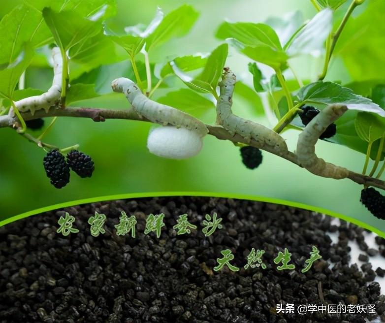 每日一中药——蚕沙 第3张