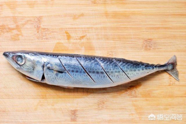 深海鱼有哪些品种（常见的深海鱼盘点） 第13张