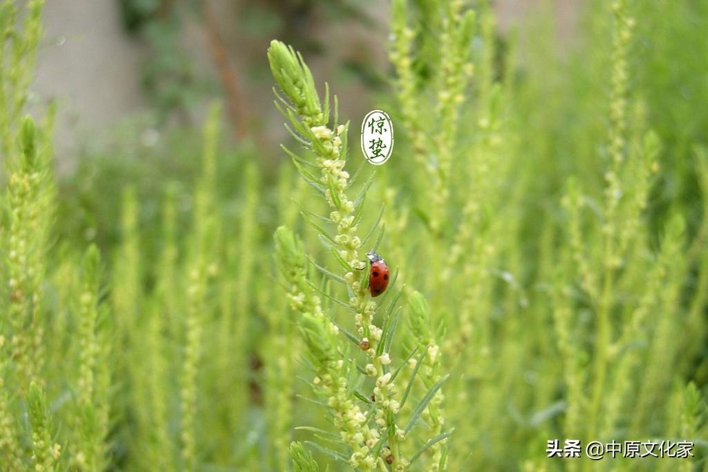惊蛰是怎么来的？为何有“惊蛰刮北风，从头另过冬”的说法 第3张