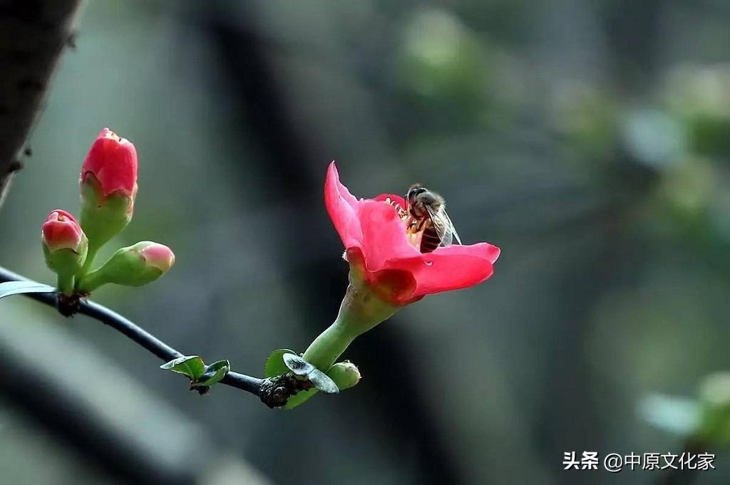 惊蛰是怎么来的？为何有“惊蛰刮北风，从头另过冬”的说法 第7张