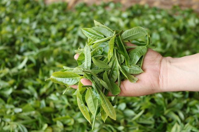 普洱生茶和熟茶的区别和功效（普洱茶生茶与熟茶功效与作用禁忌） 第11张