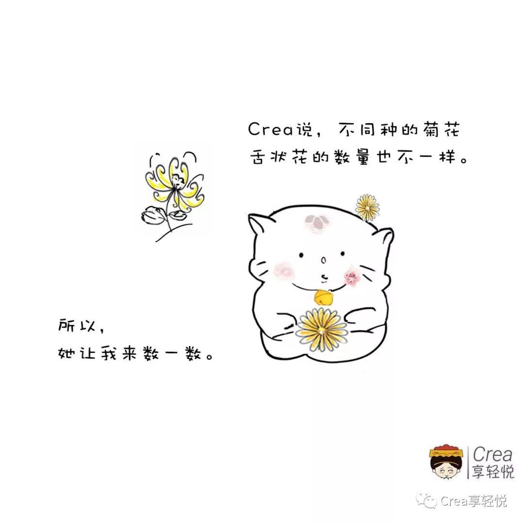 8种菊花有什么特点，如何选择适合自己的菊花茶？带您了解 第3张