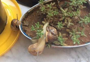 蜗牛是有营养价值的益虫，还是专吃农作物的害虫？ 第1张