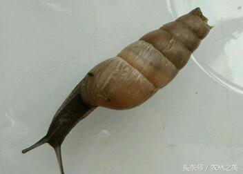 蜗牛是有营养价值的益虫，还是专吃农作物的害虫？ 第3张