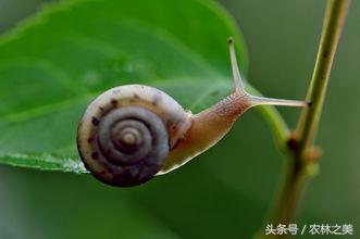 蜗牛是有营养价值的益虫，还是专吃农作物的害虫？ 第5张