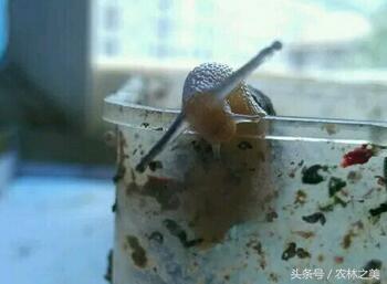 蜗牛是有营养价值的益虫，还是专吃农作物的害虫？ 第9张