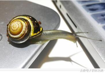 蜗牛是有营养价值的益虫，还是专吃农作物的害虫？ 第11张