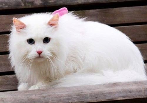 世界上最大的猫，是不是好多没见过 第5张