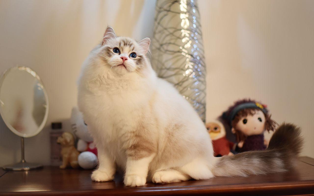 世界上最大的猫，是不是好多没见过 第7张