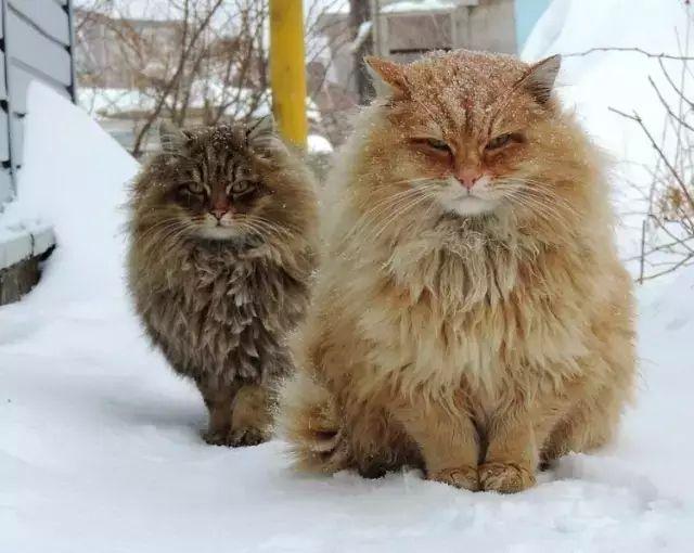 世界上最大的猫，是不是好多没见过 第9张