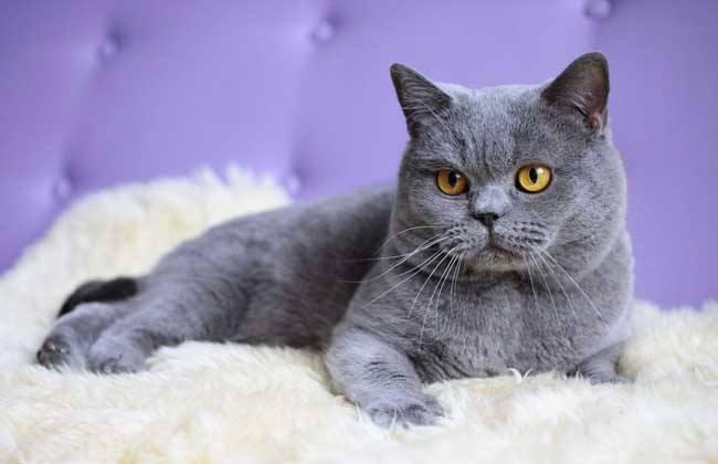 世界上最大的猫，是不是好多没见过 第11张
