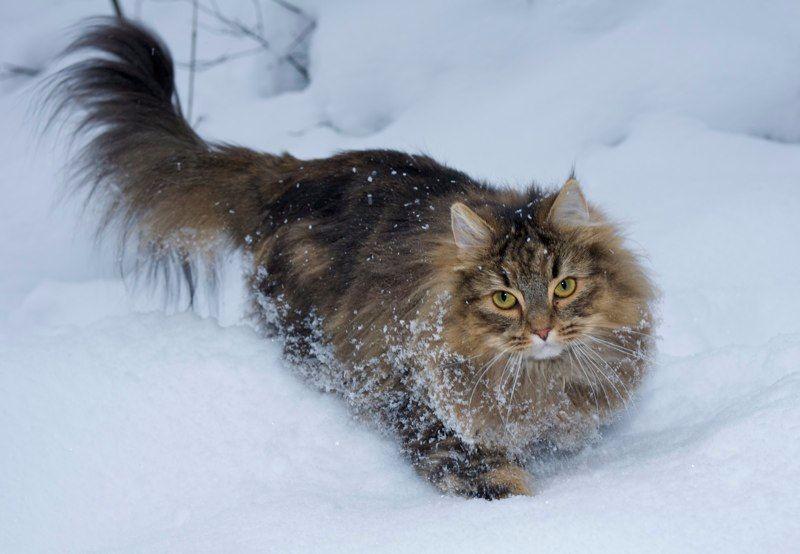世界上最大的猫，是不是好多没见过 第13张