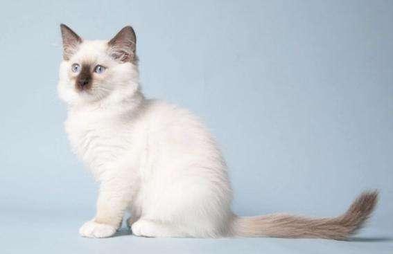 世界上最大的猫，是不是好多没见过 第15张