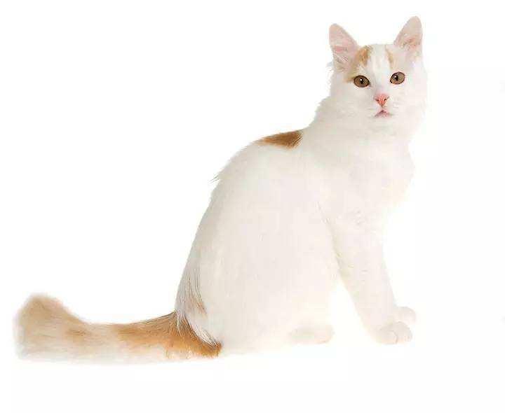 世界上最大的猫，是不是好多没见过 第19张
