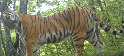 秘境之眼 | 世界现存最大猫科动物，正是在下，没毛病！ 第3张