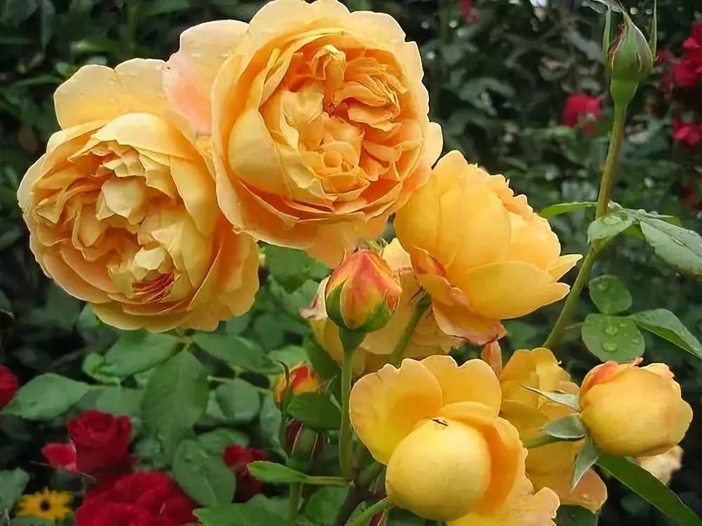 月季花又被称为“花中皇后”，三种繁殖方式，随便一种都能成活 第3张