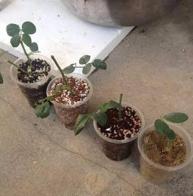 月季花又被称为“花中皇后”，三种繁殖方式，随便一种都能成活 第5张