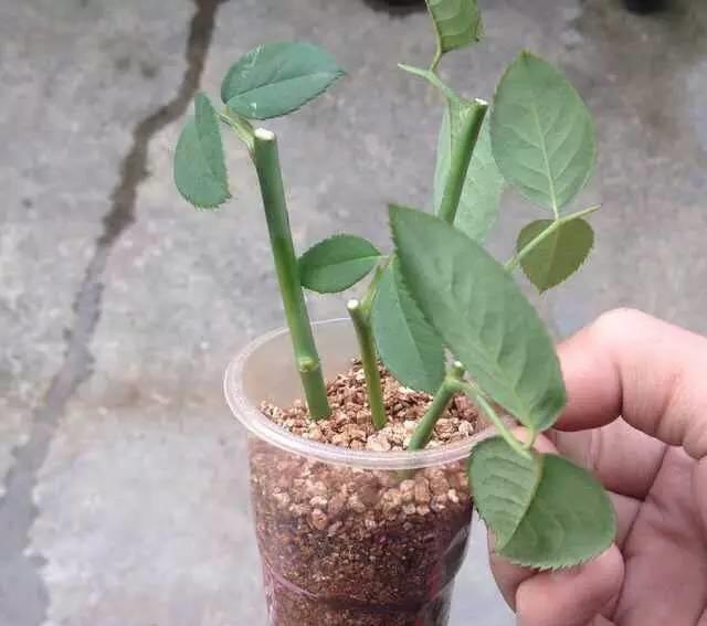 月季花又被称为“花中皇后”，三种繁殖方式，随便一种都能成活 第7张