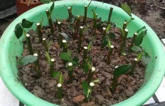 月季花又被称为“花中皇后”，三种繁殖方式，随便一种都能成活 第13张