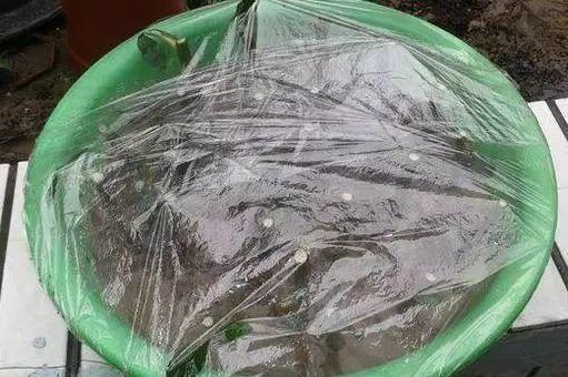 月季花又被称为“花中皇后”，三种繁殖方式，随便一种都能成活 第15张