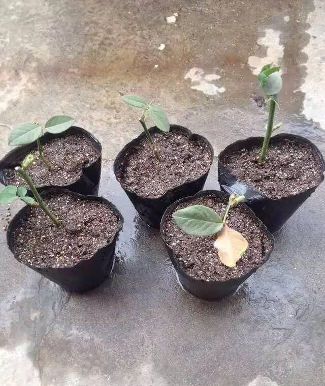 月季花又被称为“花中皇后”，三种繁殖方式，随便一种都能成活 第17张