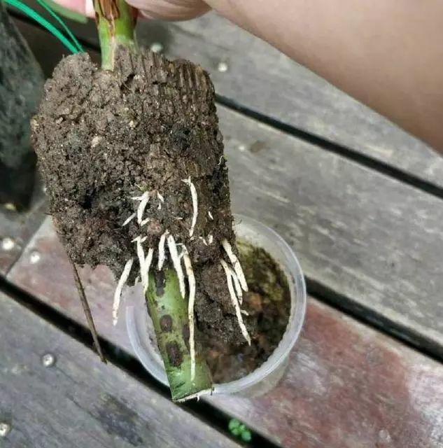 月季花又被称为“花中皇后”，三种繁殖方式，随便一种都能成活 第27张