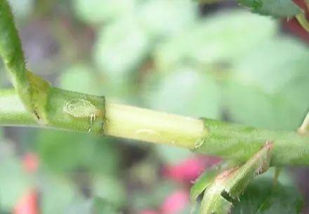 月季花又被称为“花中皇后”，三种繁殖方式，随便一种都能成活 第29张
