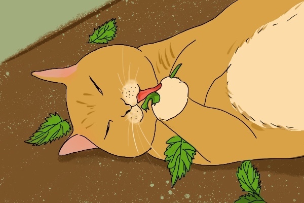 让猫痴迷的猫薄荷究竟是何物？ 第1张