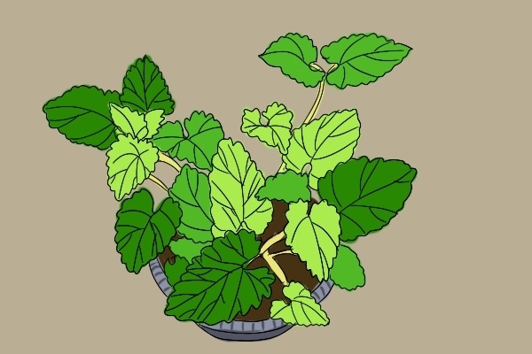 让猫痴迷的猫薄荷究竟是何物？ 第3张