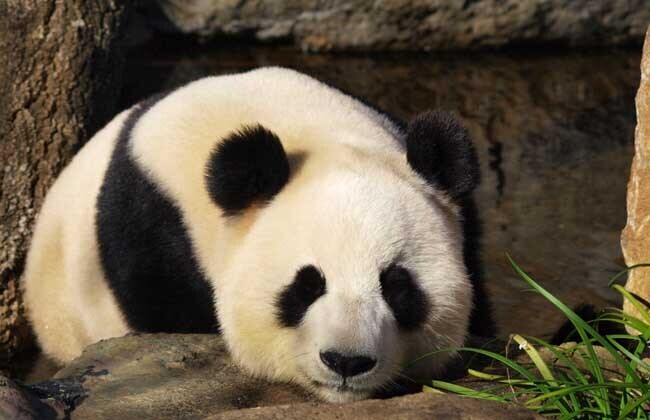 大熊猫的生活习性 第1张