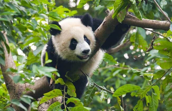 大熊猫的生活习性 第3张