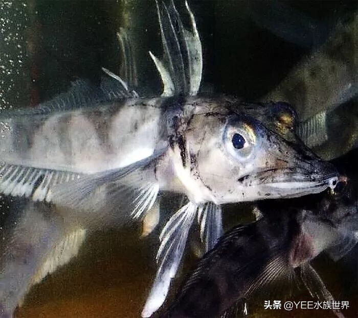 鳄冰鱼世代活在极寒地区，不用鳃呼吸，连血液都没有颜色 第1张