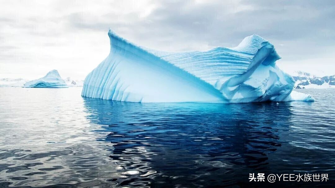 鳄冰鱼世代活在极寒地区，不用鳃呼吸，连血液都没有颜色 第3张