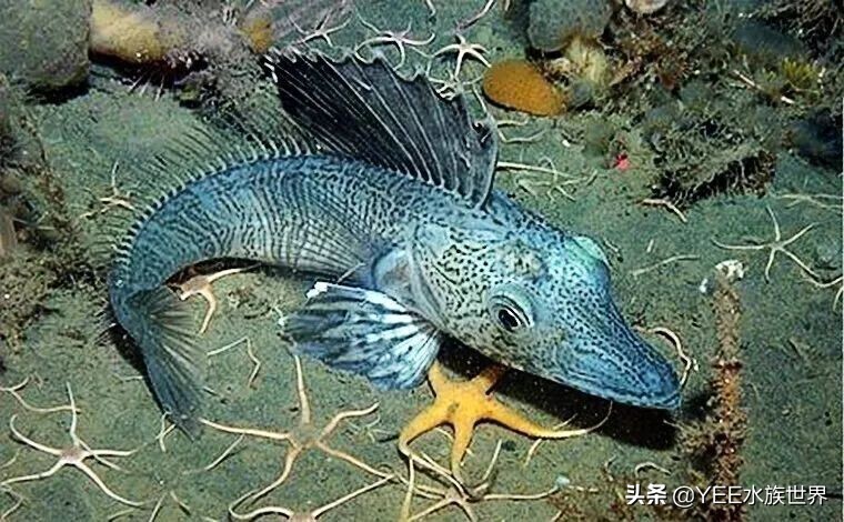鳄冰鱼世代活在极寒地区，不用鳃呼吸，连血液都没有颜色 第5张