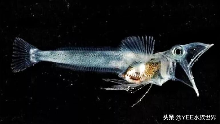 鳄冰鱼世代活在极寒地区，不用鳃呼吸，连血液都没有颜色 第11张