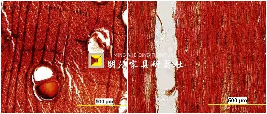红木究竟指的是哪种木头？ 第25张