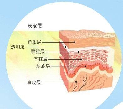 人体最大的器官你知道吗？ 第3张